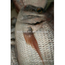 Seabream Fish